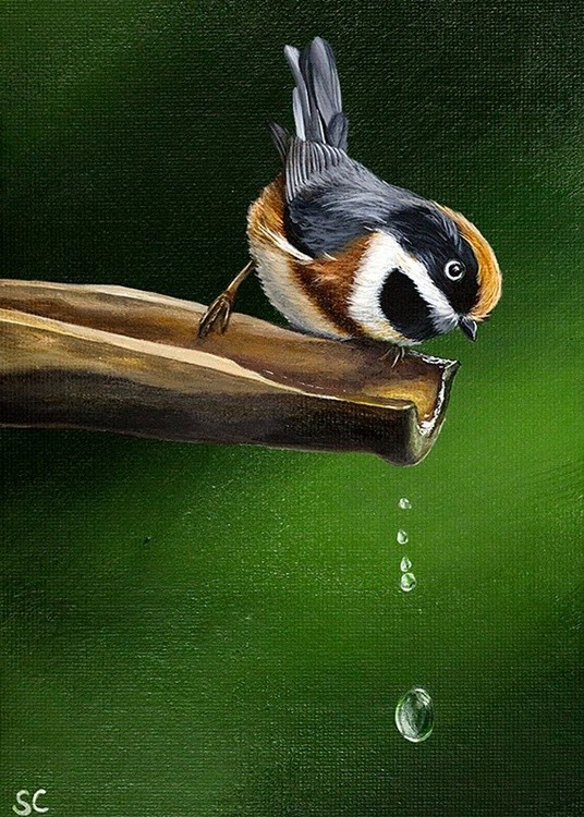 Bird