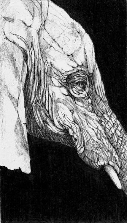Elephant 3 