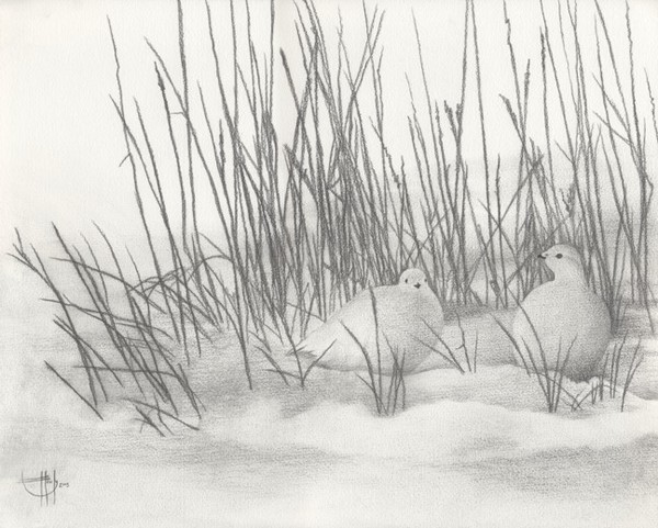Ptarmigan Shadows