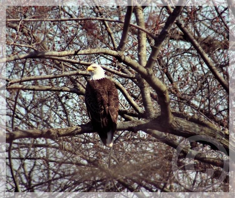 Eagle Eye
