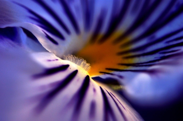 Translucent Flowerscape Nine 