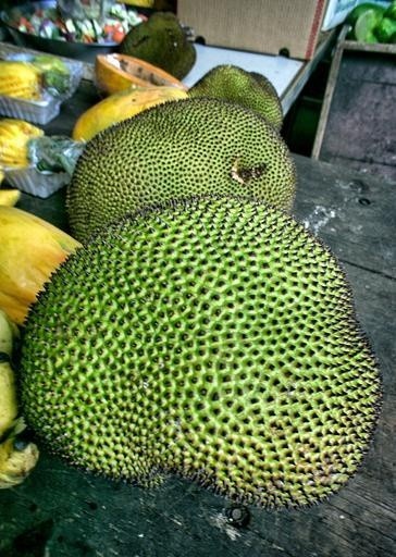 jacquier jackfruit