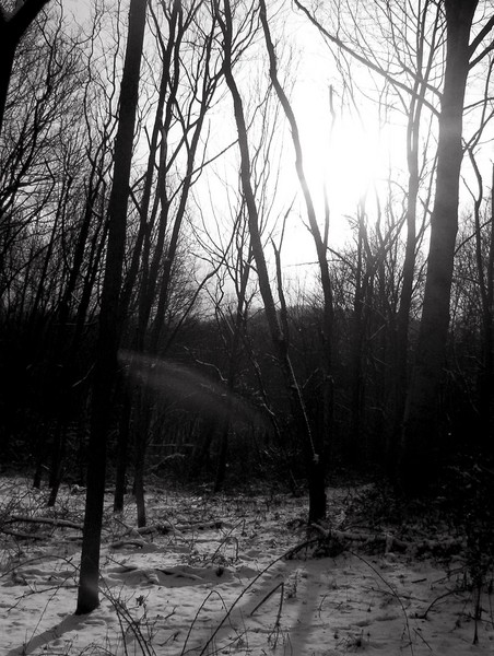 Silent Beauty