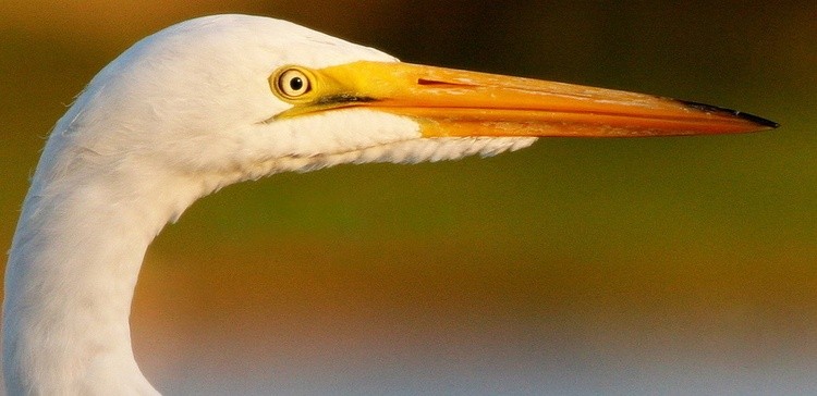 GreatEgret2