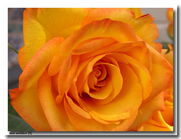 Summer Yellow