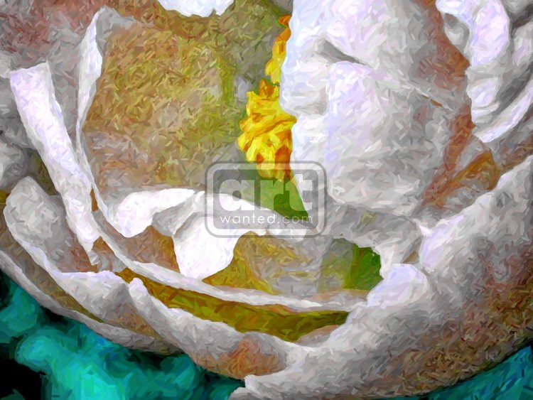 White Peony