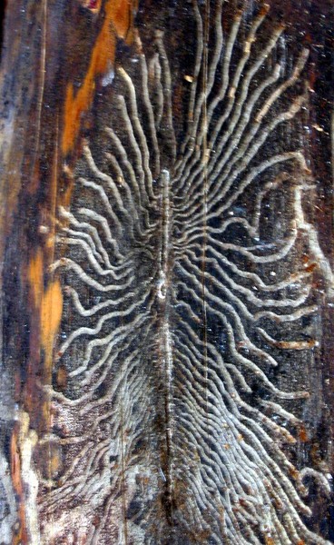 What Is It?