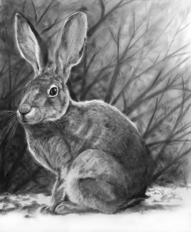 rabbit#2 in charcoal