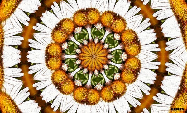 Power to the flower 2