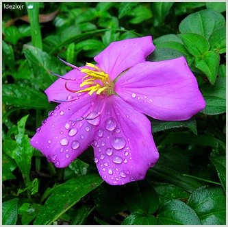 crystal's-drops