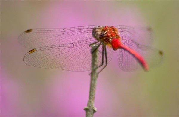 Crimson