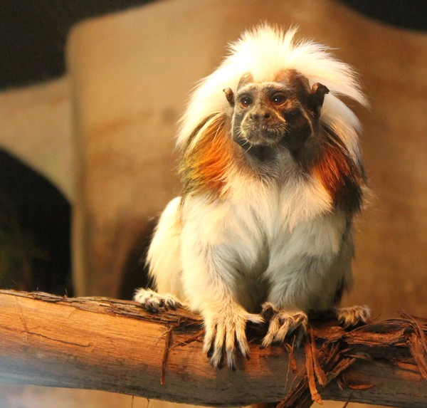 Tamarin