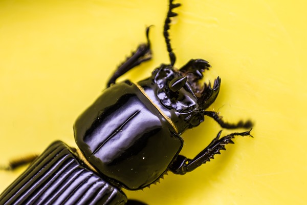 Horned Passalus (Betsy Beetle)