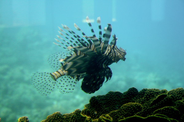 The Lionfish