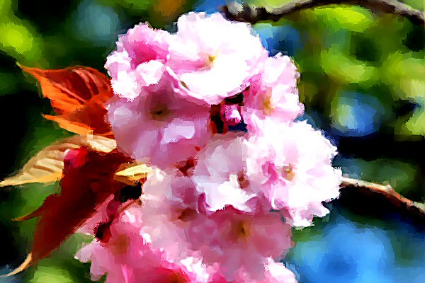 Cherry Blossoms