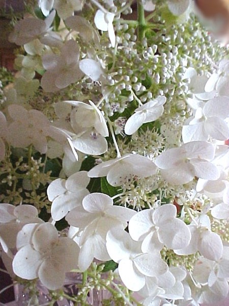 White Floral 1