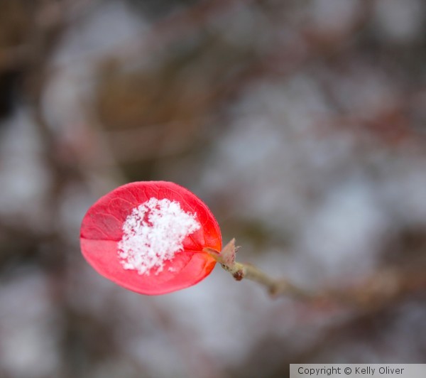 A Petal of Snow