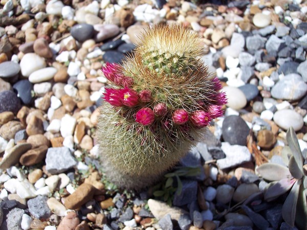 Ring around the cactus...!!