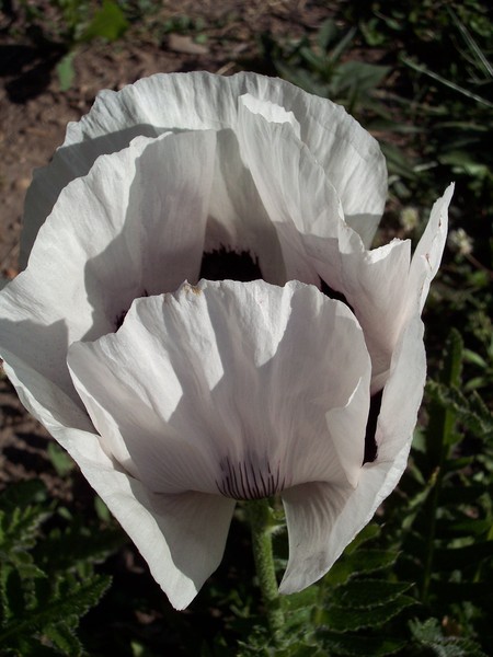White Poppy