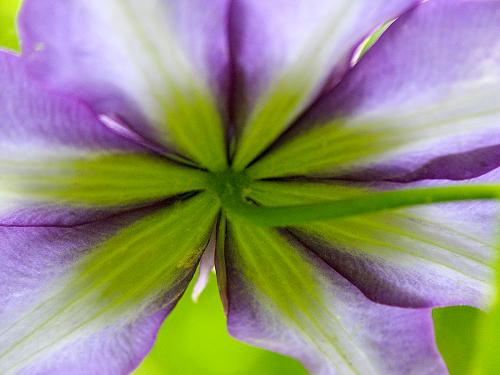 Beneath the bloom Soft vs Sharp