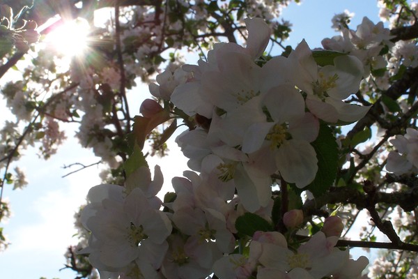 Appletree