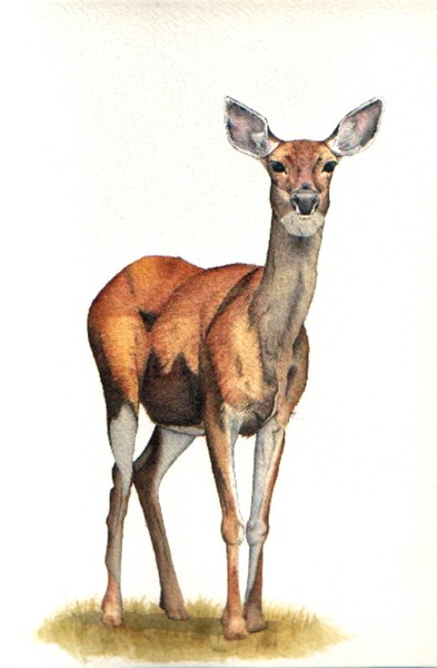 Black tailed deer