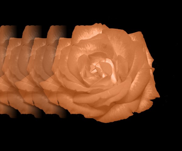 Rambling Rose