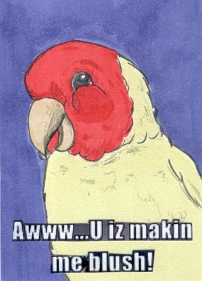 Sunshine the Lovebird