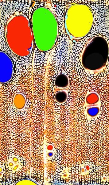 cellular wood
