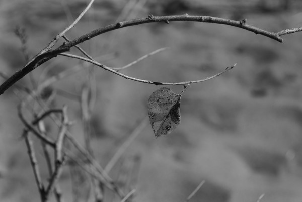 American River Auburn Trail Grayscale 008
