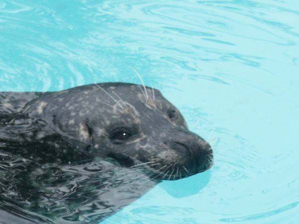 Sneaking Thru the Water