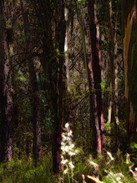 BOSQUE GITANO
