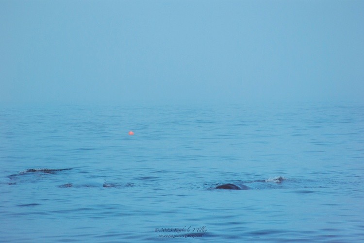 Three Humpbacks and a Red Buoy