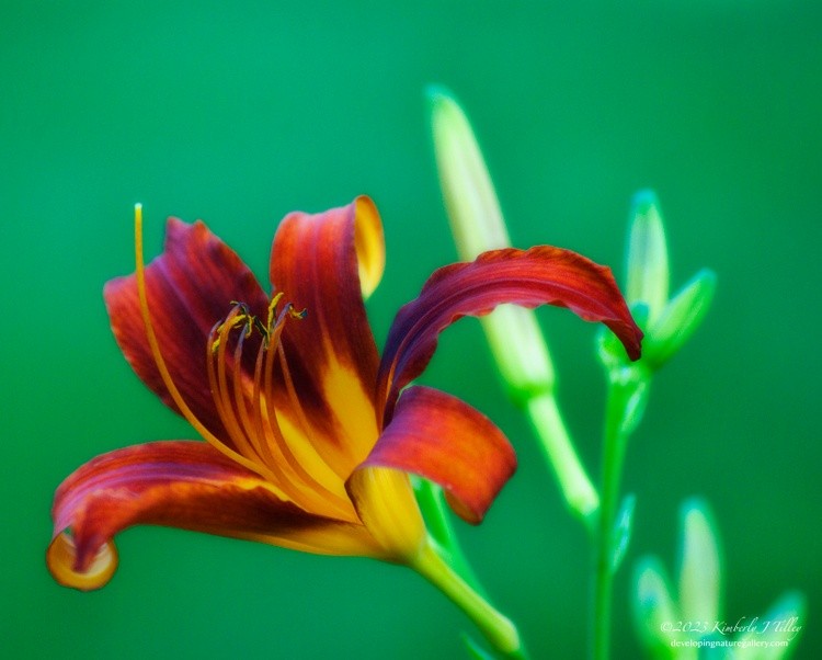 Orange day-lily P6105 