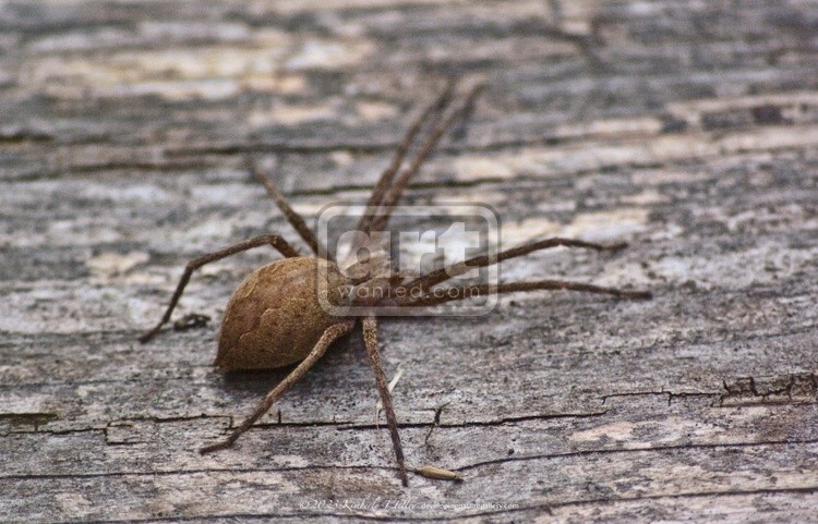 Nursery Web Spider P5934