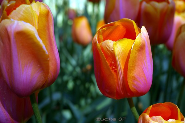 Have all a beautiful weekend