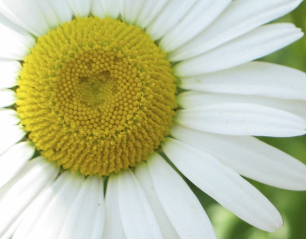 Sunny Center