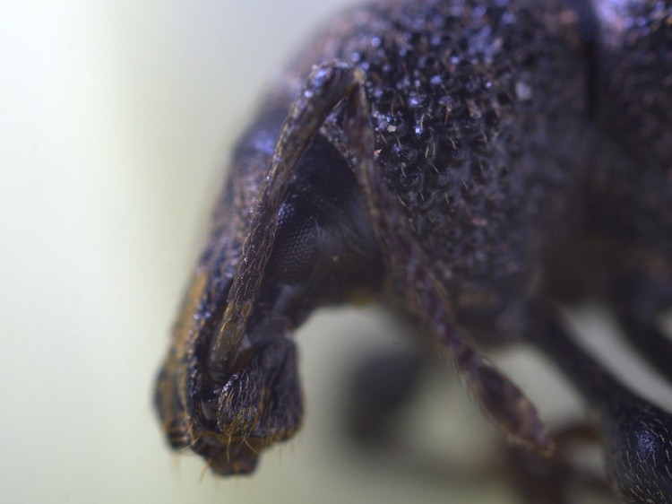 In The Face Of Weevil