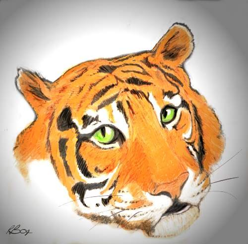 Tiger Sketch 2