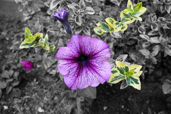 Just a flower