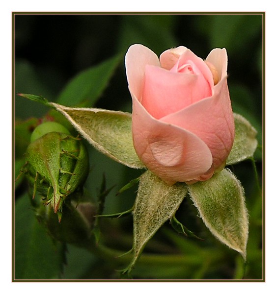 Rose Tear