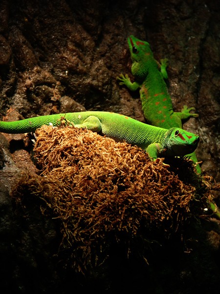 Lizard