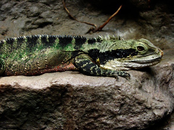 Lizard