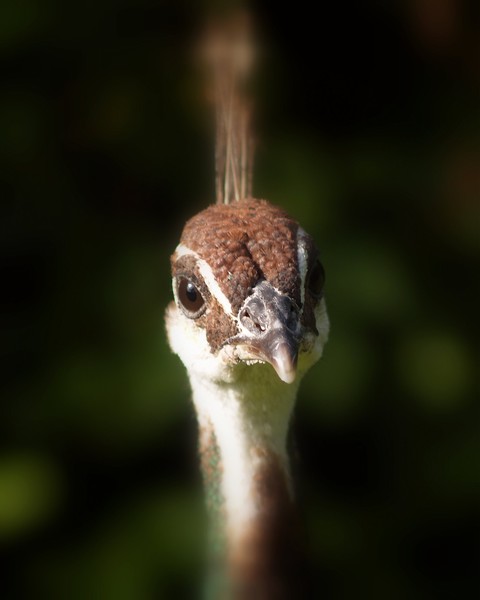 Ain't NO macro shot!