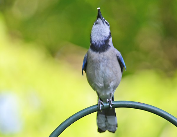 Bluejay Swollowing Seed