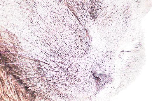 cat eye