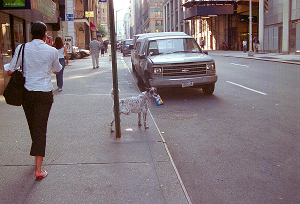 Dog Relief