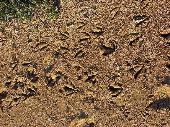 Foot prints
