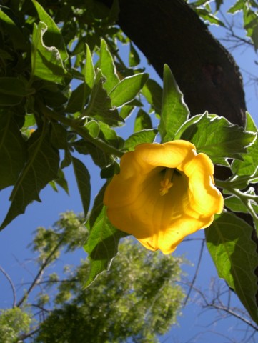 Hanging Flower