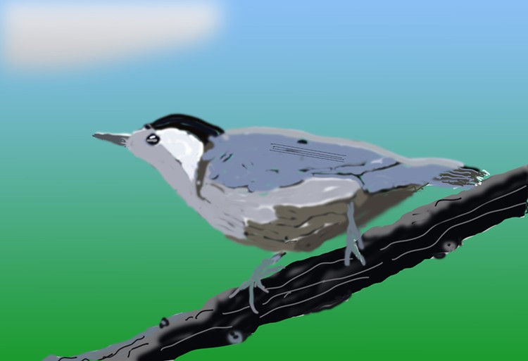 Chickadee  O923